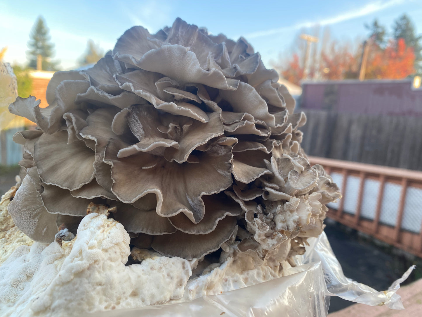 Fresh Maitake Mushrooms