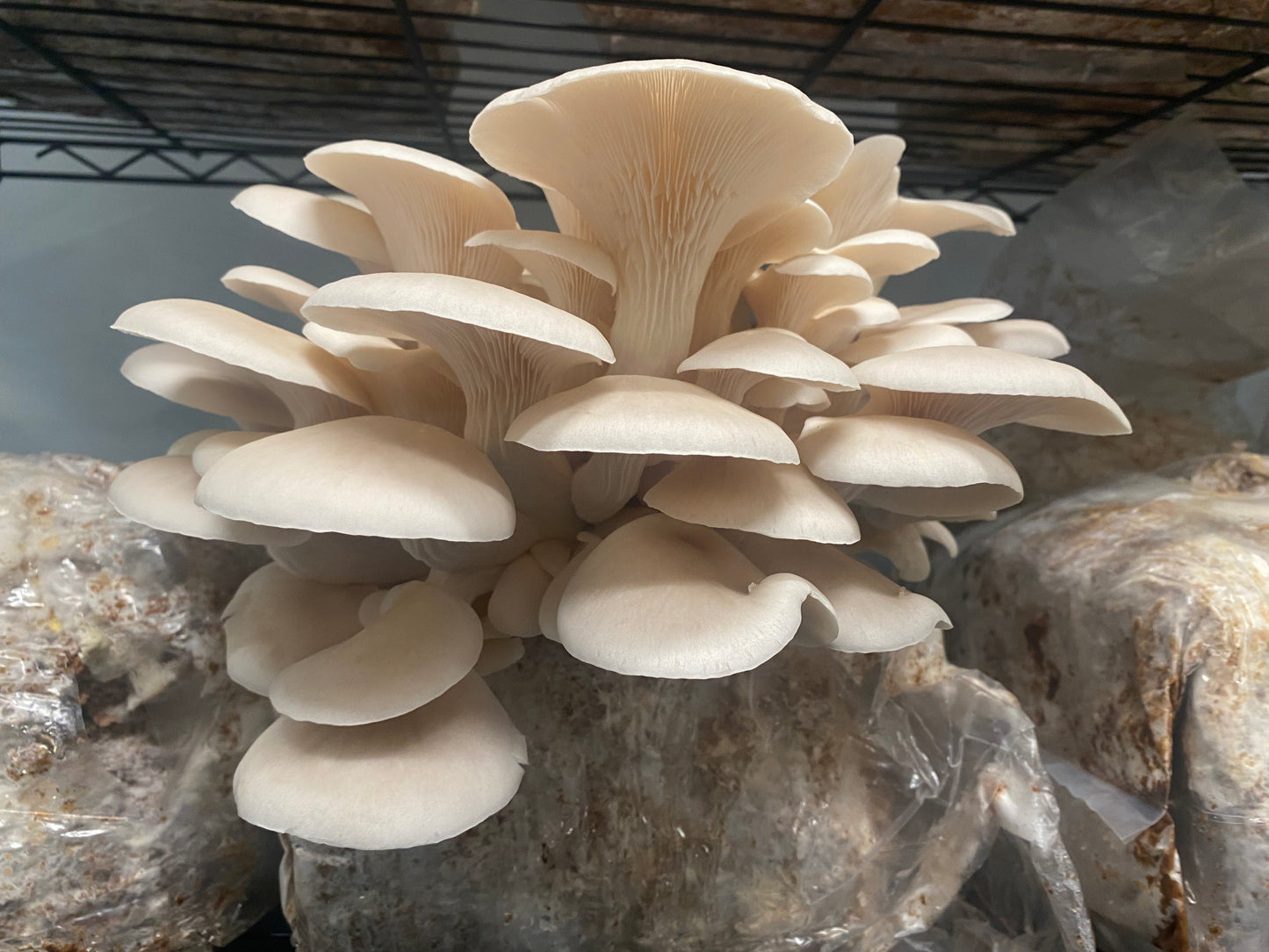 Fresh Oyster Mushrooms